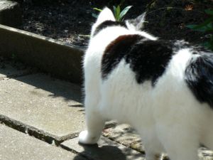 hier is hij langsgelopenfix1