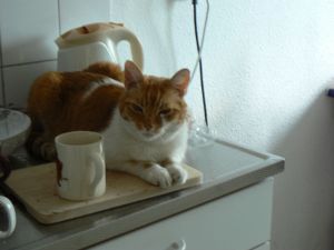 they took him backfix