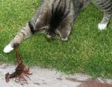 cat and lobster