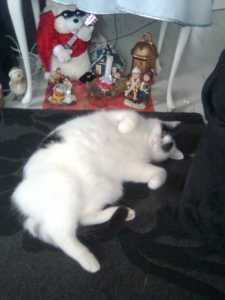 Binky voor de kerstboom