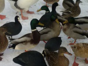 eendjes