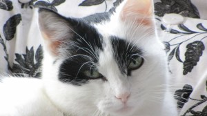 Binky Reader appreciation