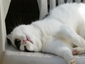 Binky Liebster Award