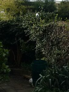 Speedy award niewfix