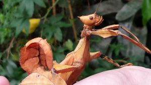 wandelendetak (2)fix