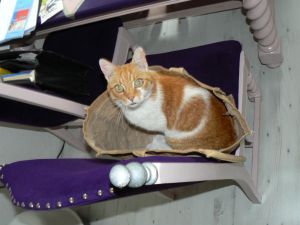 Shopping bag with contents