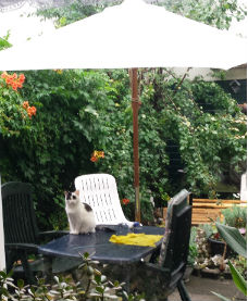 bacons shopping 4fix