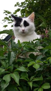 Close your eyes and Listen...