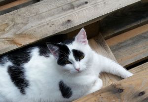 watching butterflies