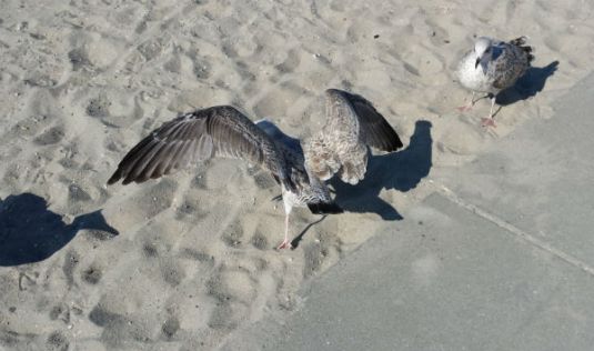 seagull landing