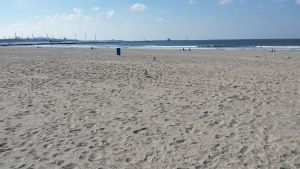 Seagulls on the Beach