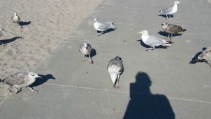 the Piper strikes again