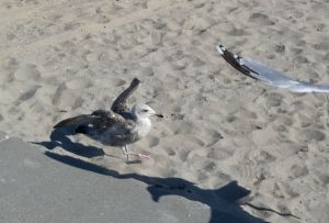 Seagull's landing on the beach