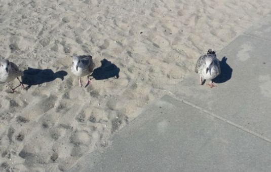 Three little birds..