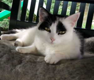 I have bird furriends too