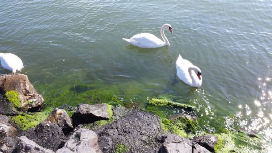 Double Swan