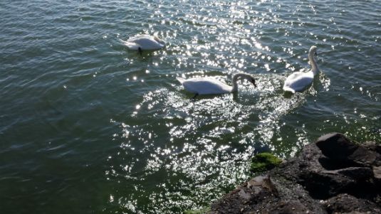 Swimming into deep water