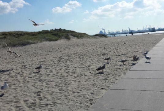 Flew in from miles away