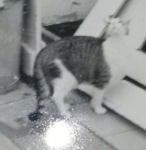 Muschy looking up propably to the birds