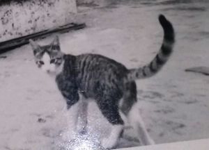 Muschy asking to play with her