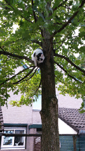 Binky climbs of the tree