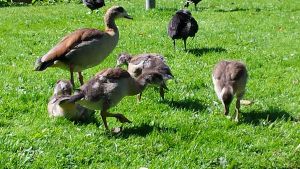 Nyle duck mom and kids