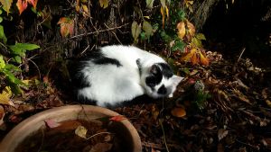 Spot without shadows