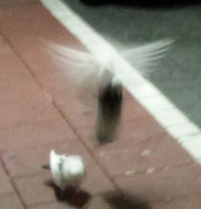 Pigeons, one is like an Angel