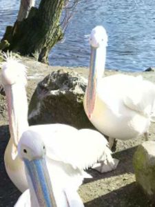 Selfies-pelikaanfix1