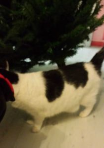 Christmas decorations