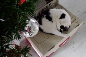 Christmas sleep
