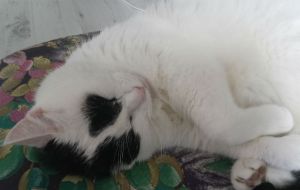 Yoga bigger joints pose