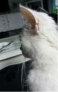 show my left side selfie0