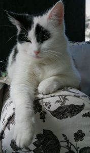 showmyfrontsideselfie