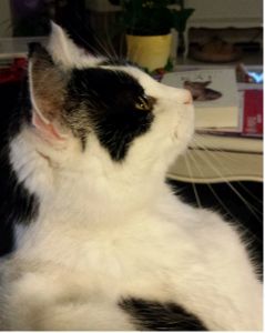 something in the air selfies0