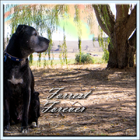 forever-forrest-2016