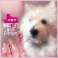 Whitley Westie FOREVER