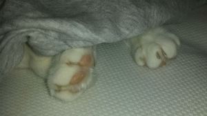 under paws out of blankie