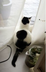 secondquotechallenge