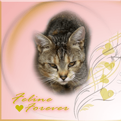 Feline, FOREVER Badge