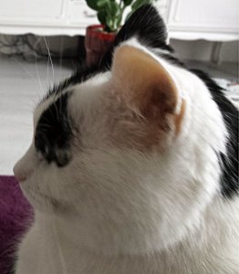 SundaySelfieGrandpaw