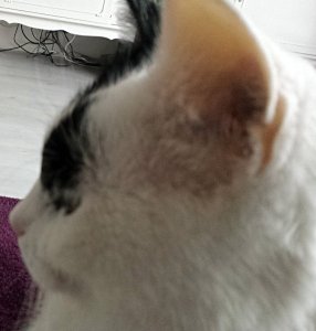 SundaySelfieGrandpaw