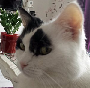 SundaySelfieGrandpaw