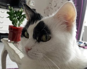 SundaySelfieGrandpaw