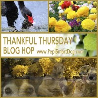 Thankful-Thursday-Wekly-Blog-Hop-Banner2