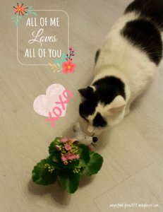 valentinemousie2016.1