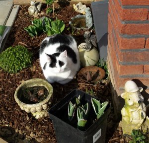 CaturdayArt16-4-2016.1