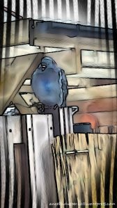 CaturdayArtDove1