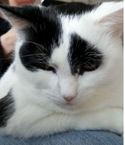 SundaySelfiePetParents