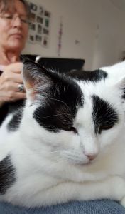 SundaySelfiePetParents